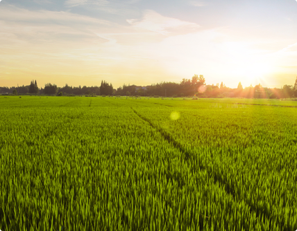 金正大生態工程集團股份有限公司