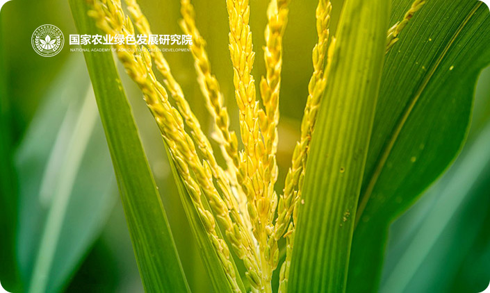 國(guó)家農(nóng)業(yè)綠色發(fā)展研究院